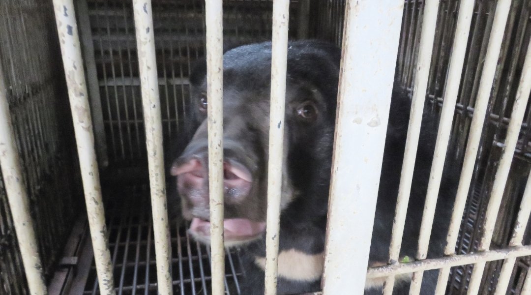 A bear looking to camera through bars of a cage