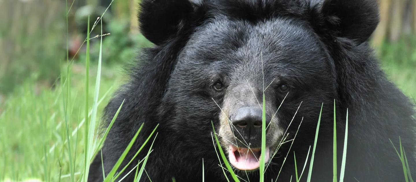A moon bear with a cream-colored snout sits in tall green grass, mouth slightly open, in a natural outdoor habitat.