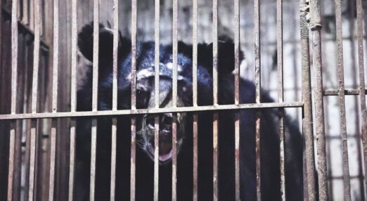 L’orso della luna Nova guarda fuori da una piccola gabbia arrugginita. Il suo dolce testone è coperto di cicatrici, segni di dove lo ha sfregato sulle sbarre fino a sanguinare per la disperazione.