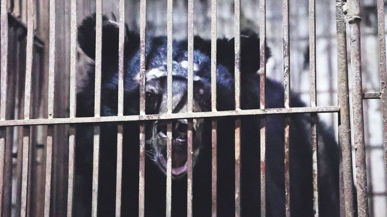 Moon bear Nova looks out from a small rusty cage. Scars scatter his gentle head, where he has rubbed himself raw against the bars in desperation.