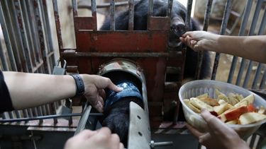 Moon bear behind bars with its arm outstretched in an arm hold as a bear carer feeds them fruit and another wraps a blood pressure sleeve around its arm.