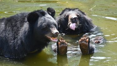 Two asiatic black bears sitting in an outdoor pool looking happy together.