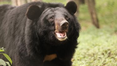 Beautiful close-up of a happy-looking moon bear who is looking up to the sky with mouth open, on a grassy enclosure.