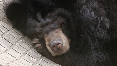 A close-up of a moon bear facing the camera relaxing on a hammock with its paw under its chin