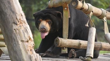 Happy looking sun bear on a wooden structure in grassy enclosure looking at camera