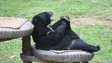 A moon bear stretches out on a wooden structure in a grassy enclosure, pulling its hind foot to its face