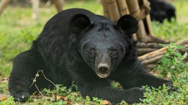 Healthy and happy looking moon bear on grassy enclosure facing camera