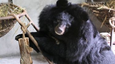 Moon bear facing camera in den as climbing on a wooden structure with straw inside