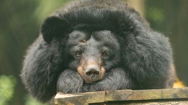 Close-up of a moon bear's face resting on its paws lying on a wooden structure in a lush enclosure.