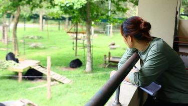Woman in foreground wearing animals asia tshirt sits above a lush sanctuary enclosure watching three moon bears foraging.