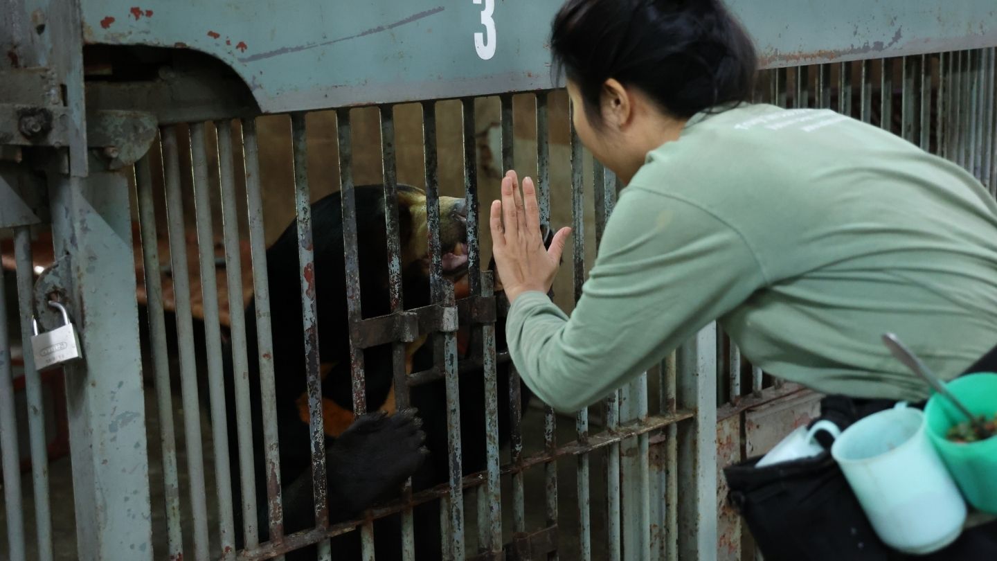 A sun bear stands behind bars while an animal carer holds her hand up to illustrate the command to wait.