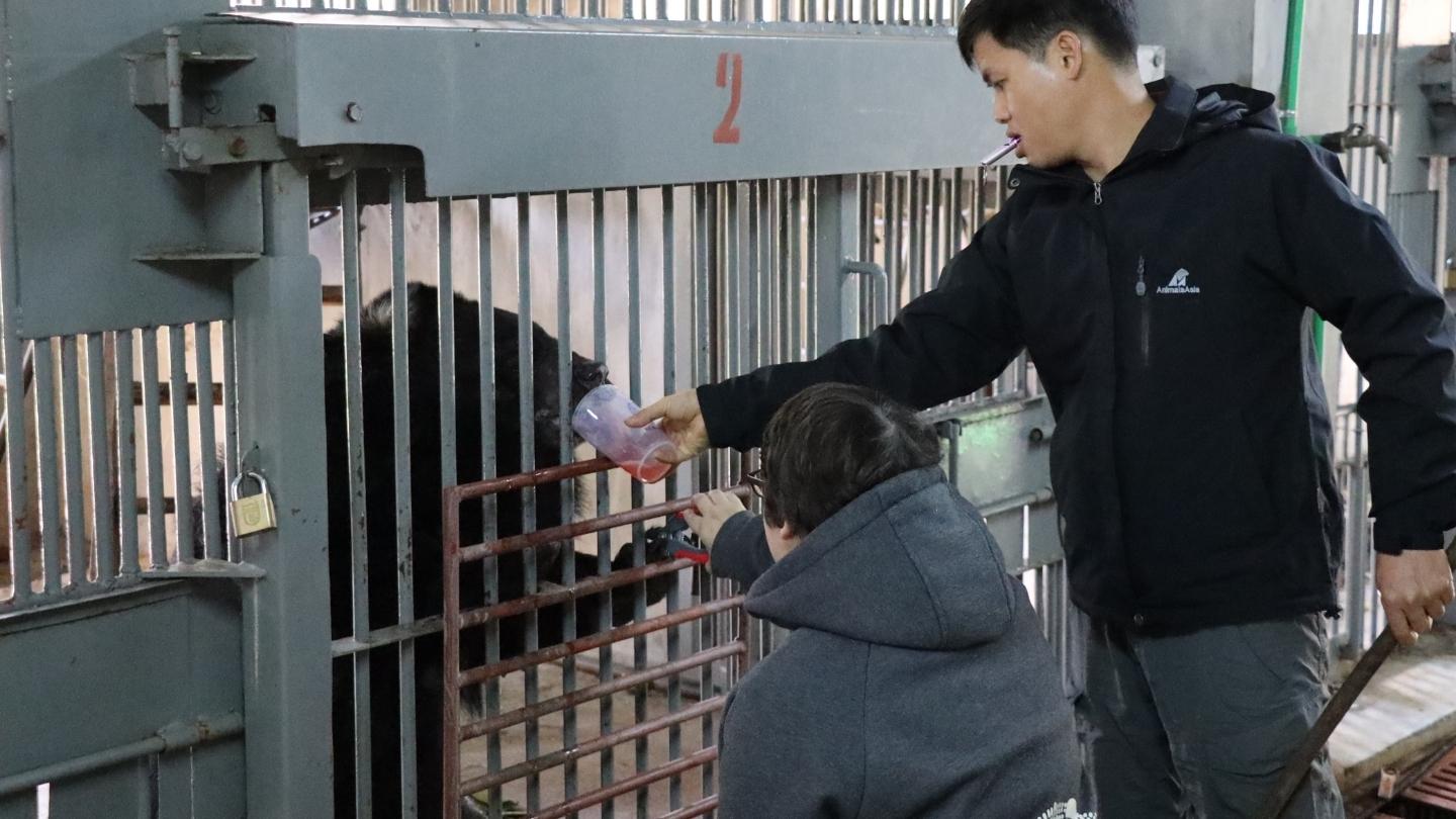 A moon bear stands behind bars with its forearm stretched out as one animal carer feeds them treats while another trims the bears' claws.