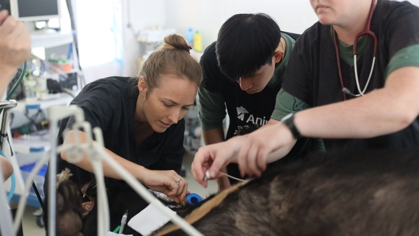 Three vets operating on a moon bear on an operating table.