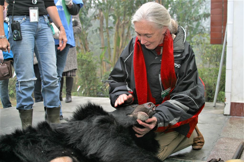 The late Dr Jane Goodall cradling the head of a bear in her lap