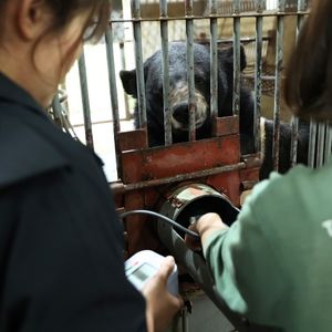 A moon bear stands behind bars while two animal carers withdraw blood from their arm through a metal arm brace.
