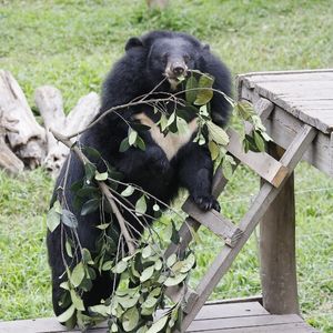 A moon bear standing on a wooden structure in a grassy enclosure with a branch in its mouth