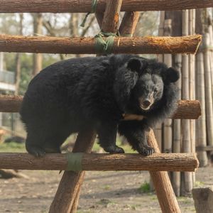 A moon bear standing on a wooden climbing frame in an open enclosure looking at camera