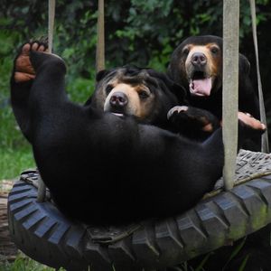 Two sun bears playing on a tyre swing in a grassy enclosure