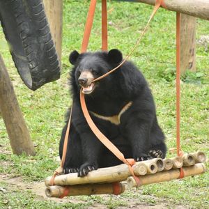 Moon bear sitting on a wooden swing on grassy enclosure pulling a hanging rope in its mouth from the top of the swing