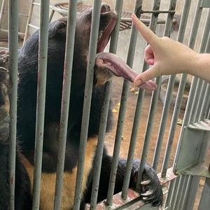 A moon bear stands behind bars with its mouth wide open and a human hand mirrors the bears' mouth.
