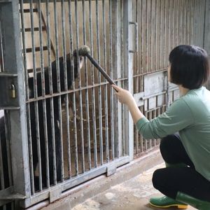 A moon bear behind bars touches its nose to a ball on a long pole which is held by an animal carer.
