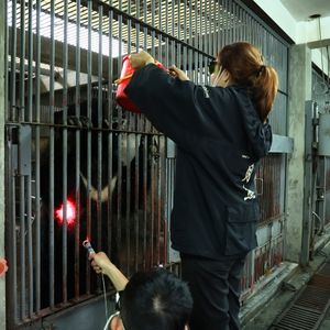 A moon bear stands upright behind bars while two animal carers use laser to treat a skin condition.