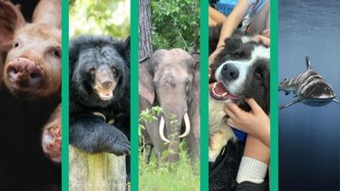 Close up images of a pig, moon bear, asian elephant, black and white dog and a shark.