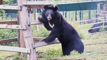 Moon bear stands on their hind legs against a wooden climbing structure on a green, open sanctuary enclosure, facing the camera.