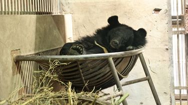 Moon bear sleeping in a hammock inside a den.