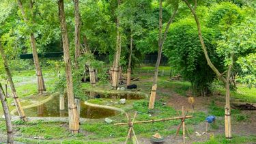 A wide shot of a beautiful enclosure with green grass, trees, pools, and bears.