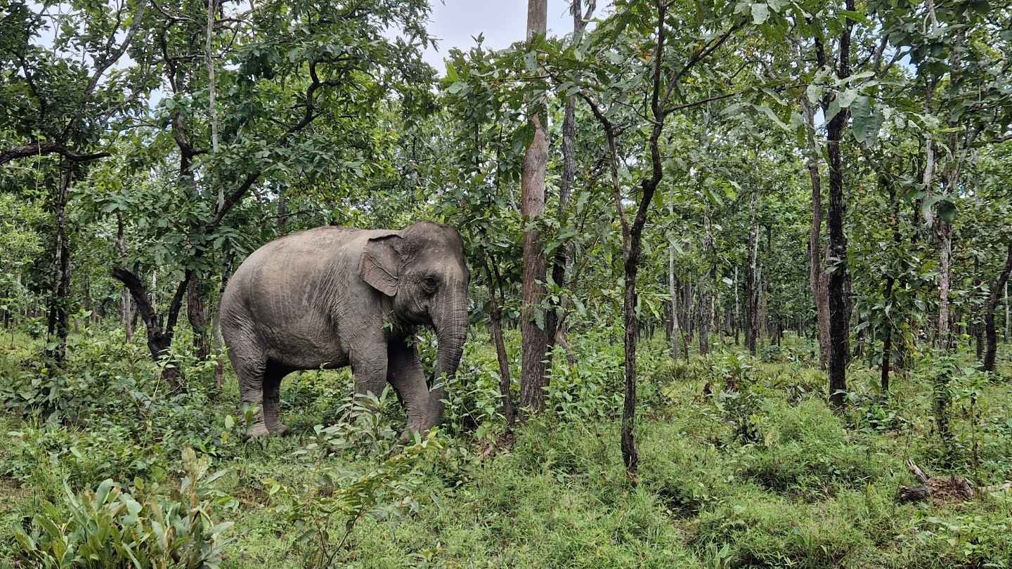 Asian elephant roams through a lush forest.