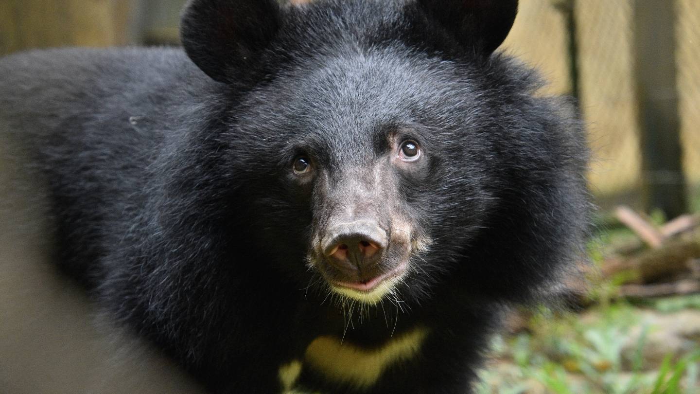 Close-up of a young moon bear looking upwards.