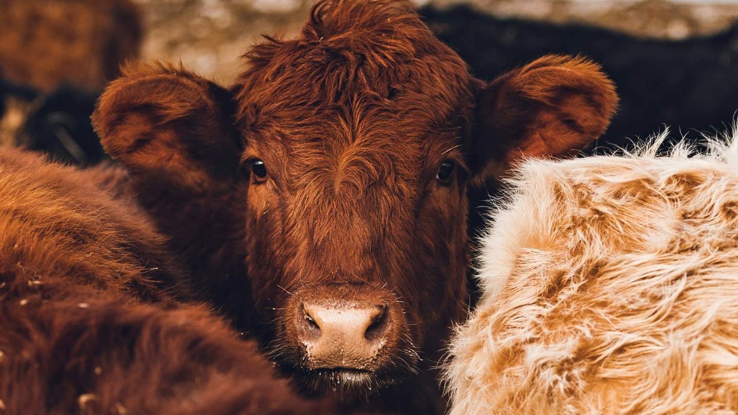 Face of a brown cow looks at the camera surrounded by other cows.