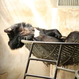 A moon bear spread out asleep in a hammock inside a den with its heading lolling back.