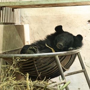 Moon bear sleeping in a hammock inside a den.