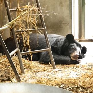 Moon bear sleeping on the floor of a den surrounded by straw and sunlight.