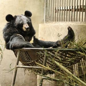 Moon bear sat in a metal hammock with straw bedding, propped up by their elbow and facing the camera.