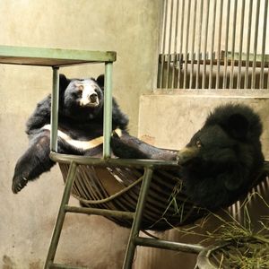 Two moon bears resting in a hammock inside a den.