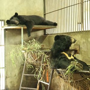 Two moon bears sleeping on separate hammocks inside a den.