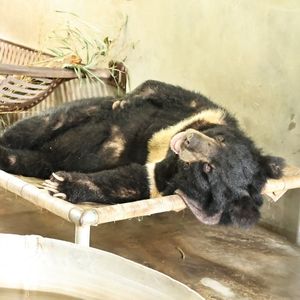 A moon bear sleeps on a cosy hammock inside a den.