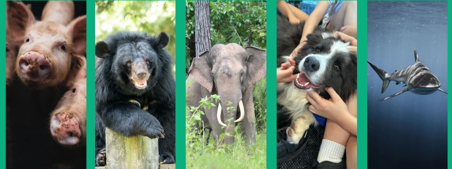 Close up images of a pig, moon bear, asian elephant, black and white dog and a shark.