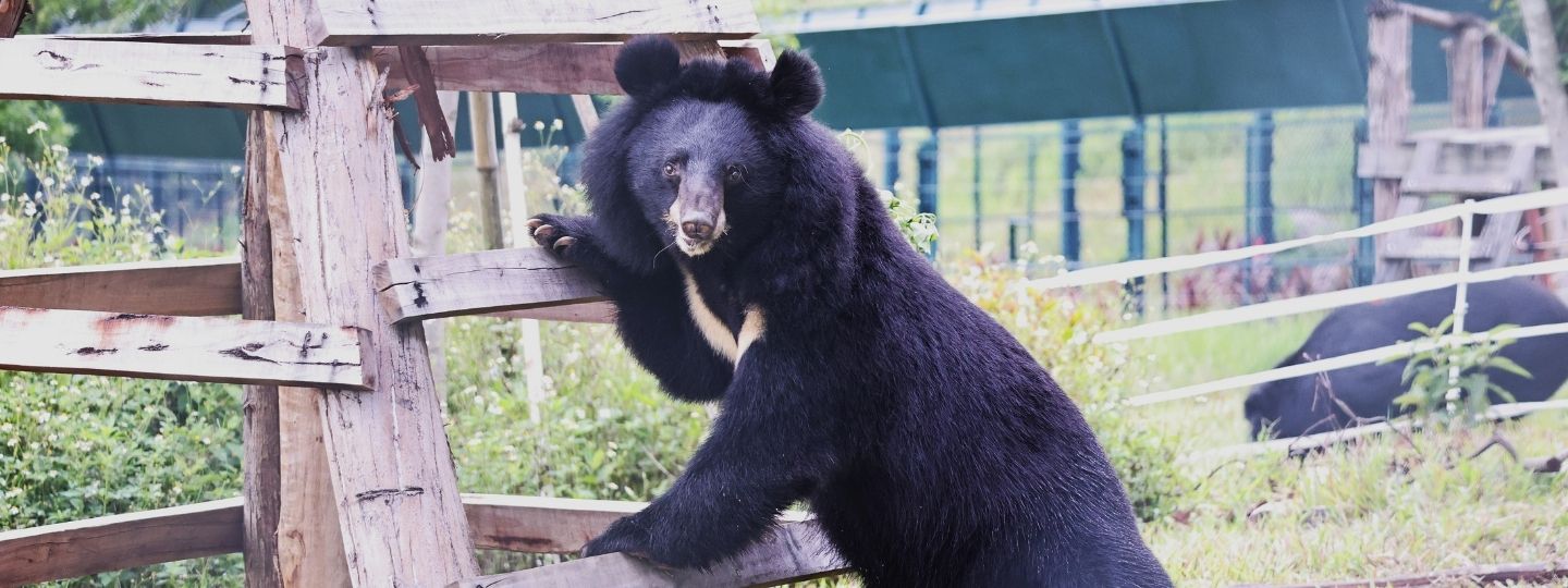 Moon bear stands on their hind legs against a wooden climbing structure on a green, open sanctuary enclosure, facing the camera.