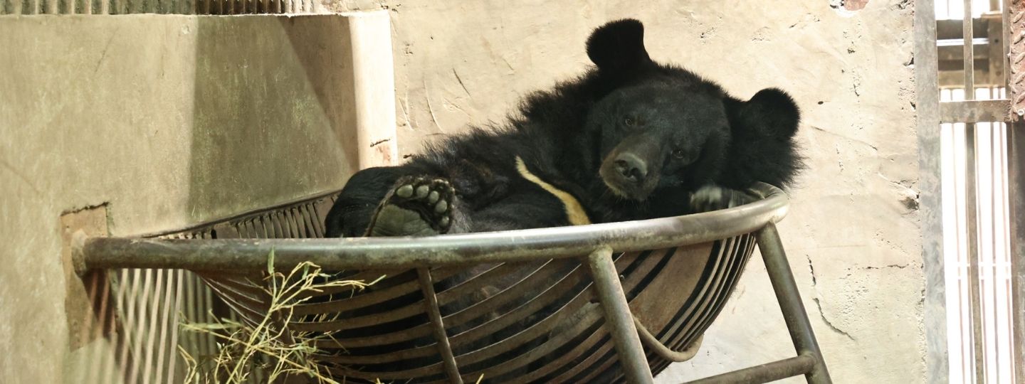 Moon bear sleeping in a hammock inside a den.