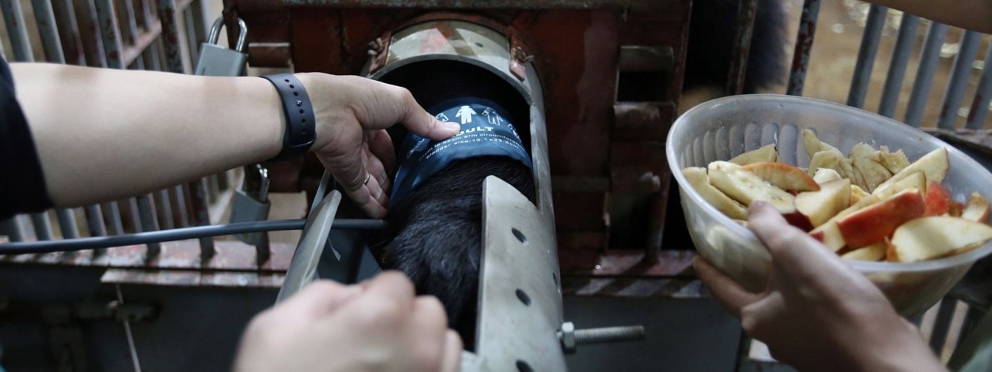 Moon bear behind bars with its arm outstretched in an arm hold as a bear carer feeds them fruit and another wraps a blood pressure sleeve around its arm.