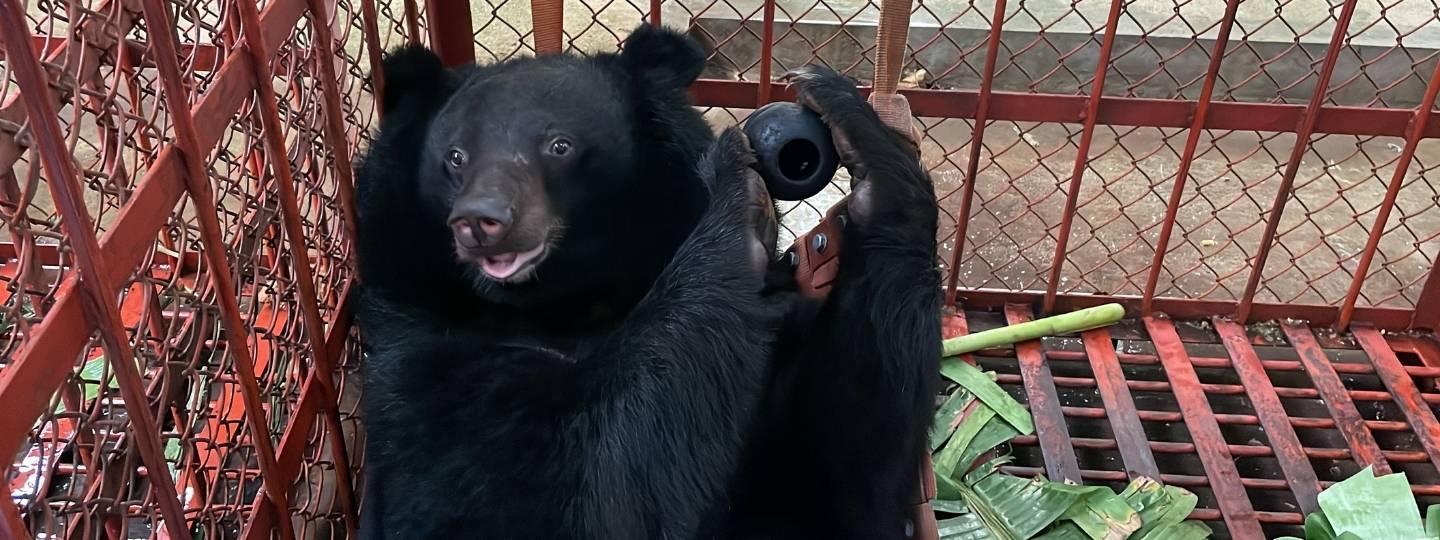 Moon bear lies in red cage surrounded by leaves and holding a kong in its front and back paws.