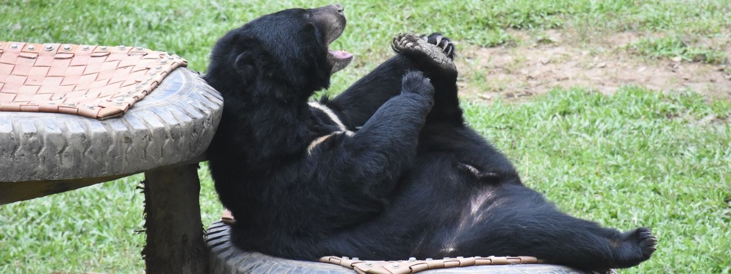 Un orso della luna si allunga su una struttura di legno in un recinto erboso, portando la zampa posteriore al muso.