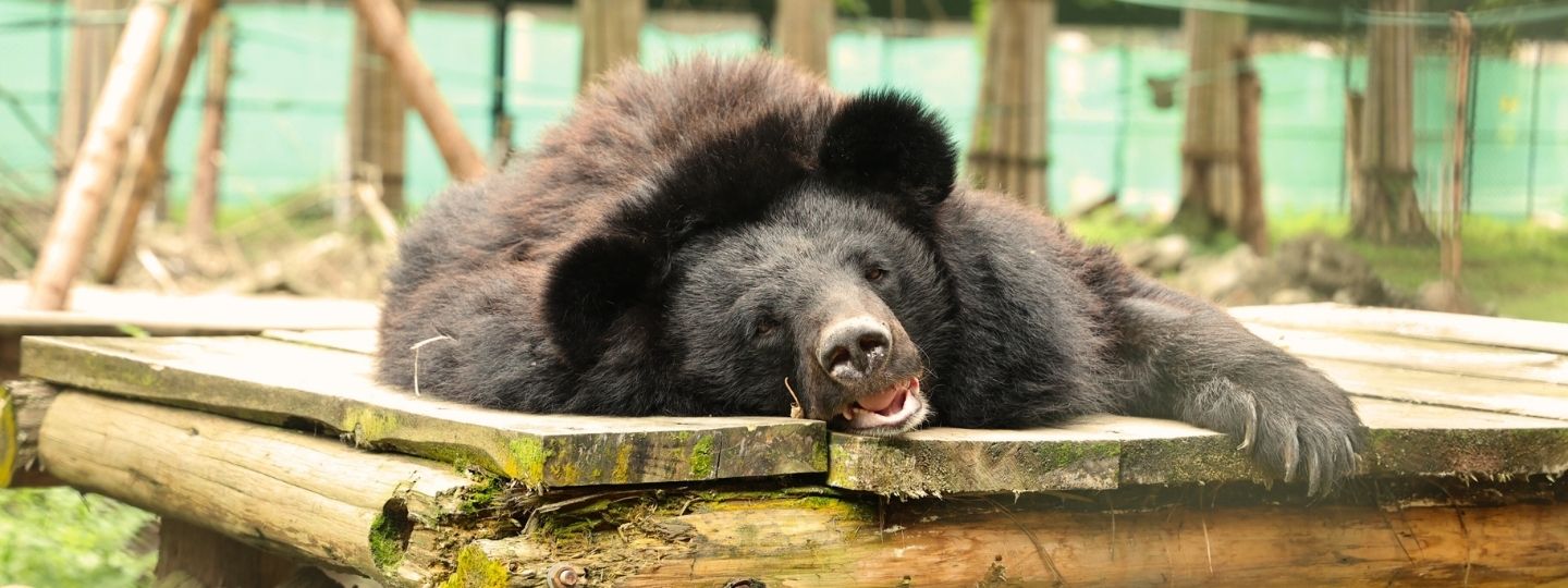Moon bear lying on an outside wooden structure in a grassy enclosure looking healthy and happy.