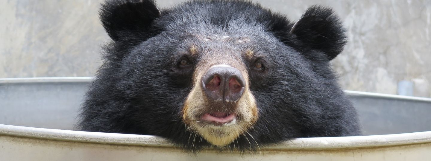 Close-up of moon bear's face as they're sitting in a paddling pool looking happy.