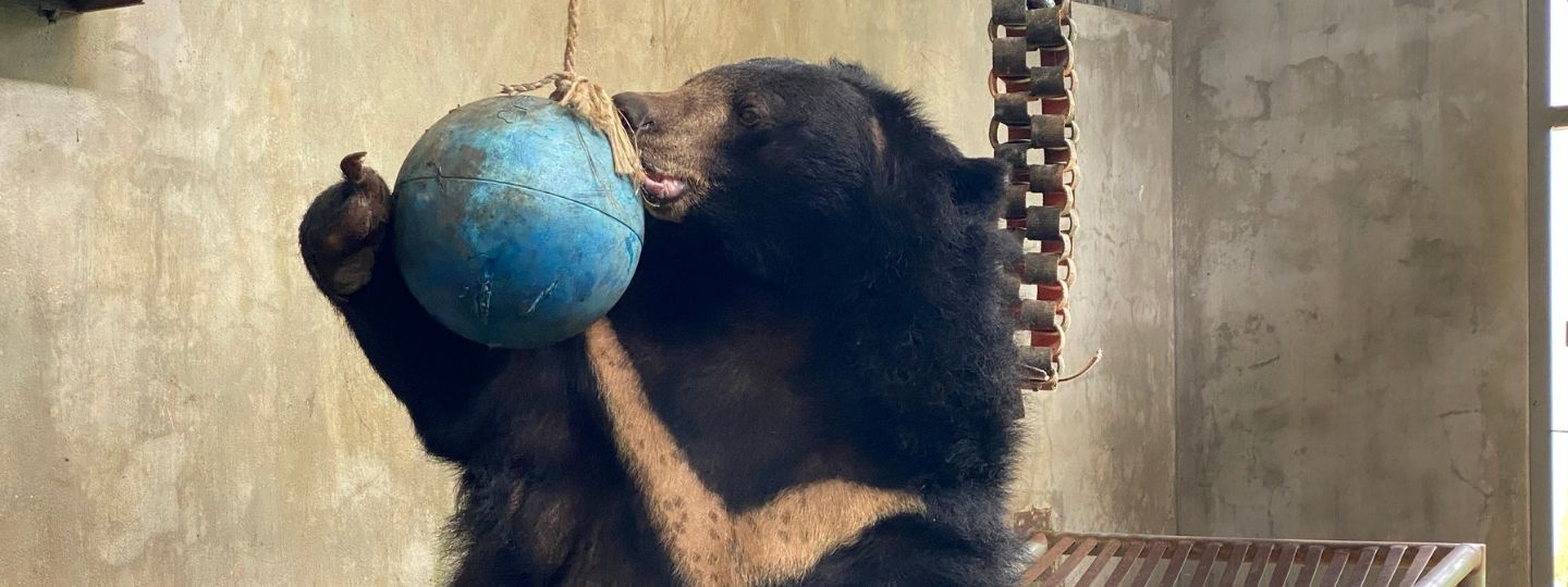 A moon bear with a deformed paw pulls a hanging ball to its mouth