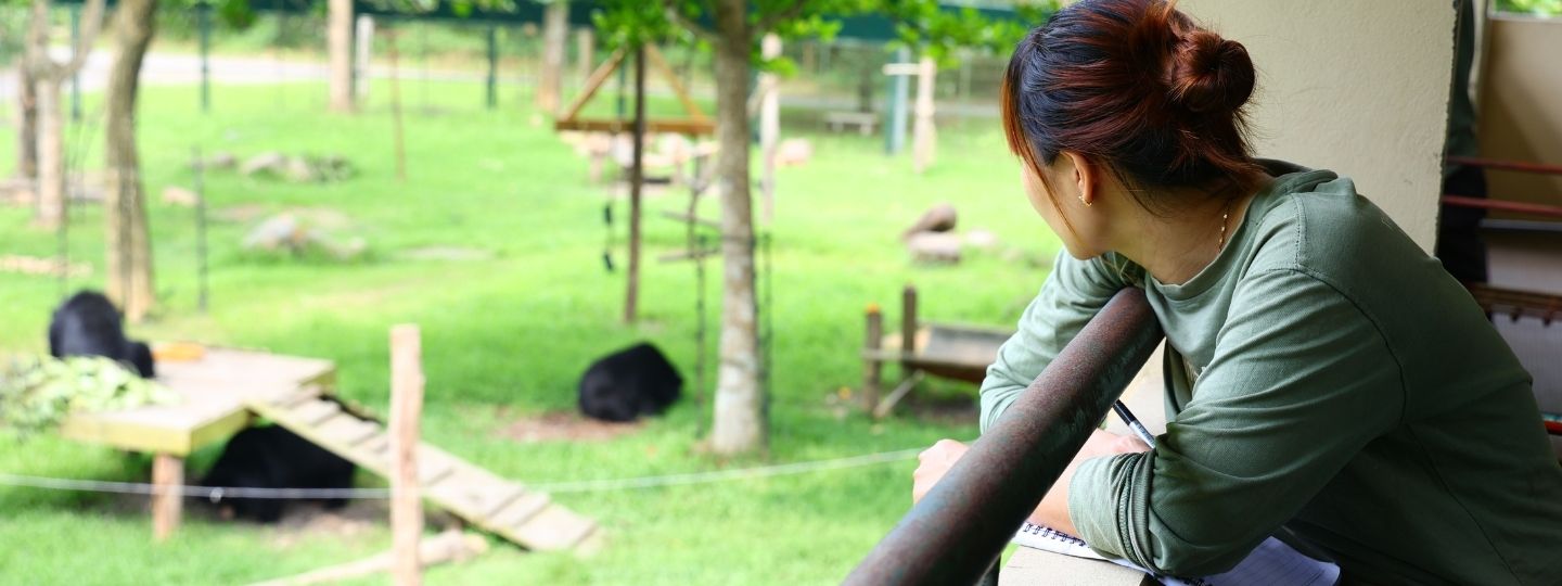 Woman in foreground wearing animals asia tshirt sits above a lush sanctuary enclosure watching three moon bears foraging.